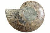 Cut & Polished Ammonite Fossil (Half) - Madagascar #364912-1
